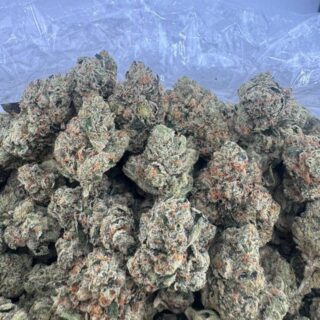 Jet Fuel Gelato Strain